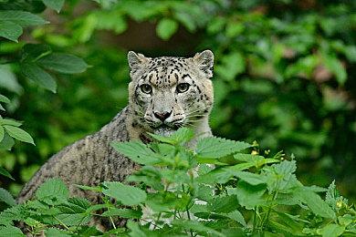 免费网游《神佑释放》Steam运营权将由NEOWIZ移交至VALOFE